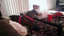 Dog Tries to Eat Owner's Lunch