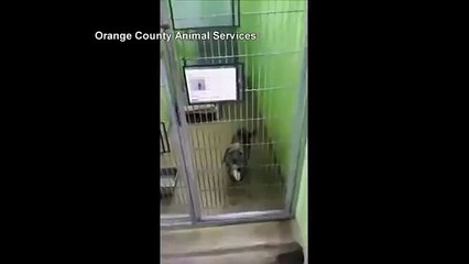 Shelter Dogs Dance Moves Help Her Find Home