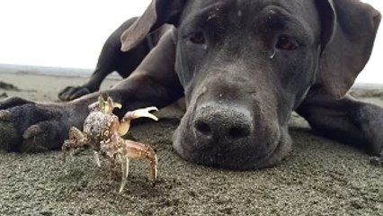 My dog plays with crab! Really serious | Funny pet video