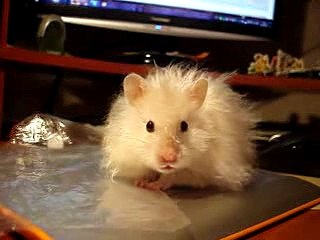 30 секундное видео от Джаспера