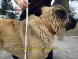 Big Dogs Kurdish Kangal Zelow 94 cm,Russia