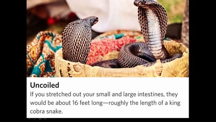 Fun Facts About Digestive System Health 2016