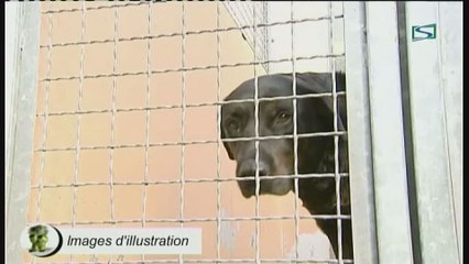 La vaccination contre la rage ne sera plus obligatoire pour les chiens