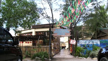 Philippine sanctuary battles against odds to save sea turtles