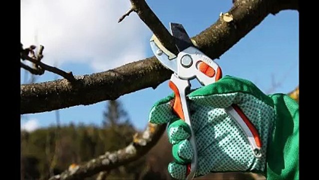 Tree removal Honolulu Service in hi