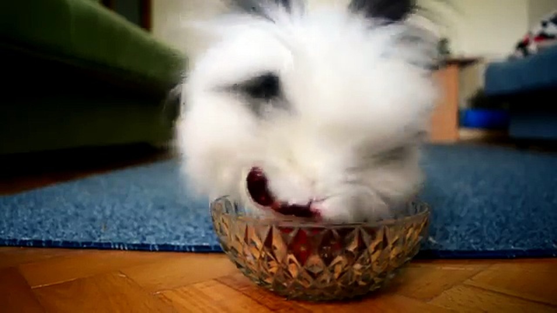 lapin qui mange une fraise｜Recherche TikTok