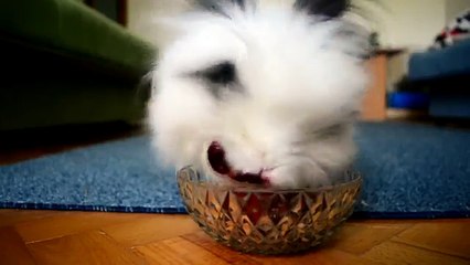 Un lapin mange des fraises et des cerises