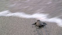 La ruée périlleuse vers la mer des tortues des Philippines