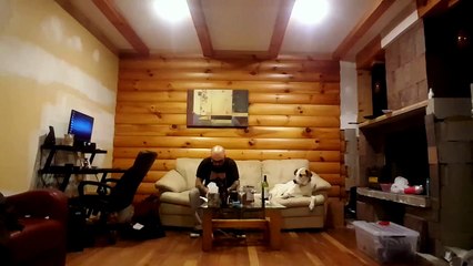 Un chien essaie d'observer son maître qui mange !