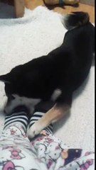 Lego and his penchant for socks