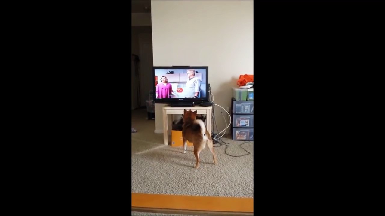 ►►FUNNIEST SHIBA INUS EVER►FUNNIEST SHIBA INUS EVER