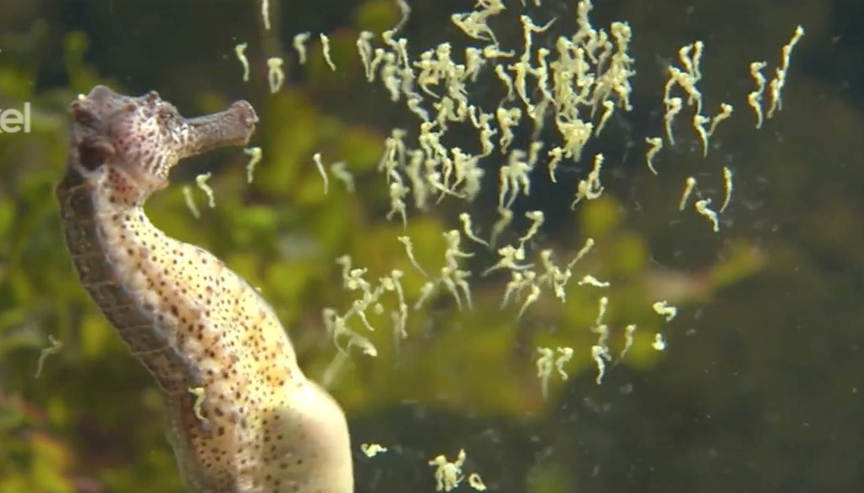 Il filme l'incroyable naissance de bébés hippocampes !