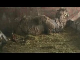 Saviano (NA) - Sequestrato zoo abusivo (26.02.16)