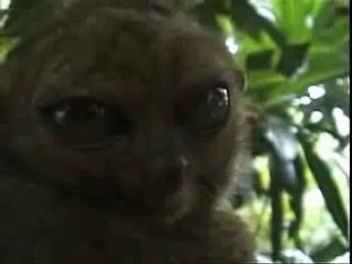 Dolby Surround Sound