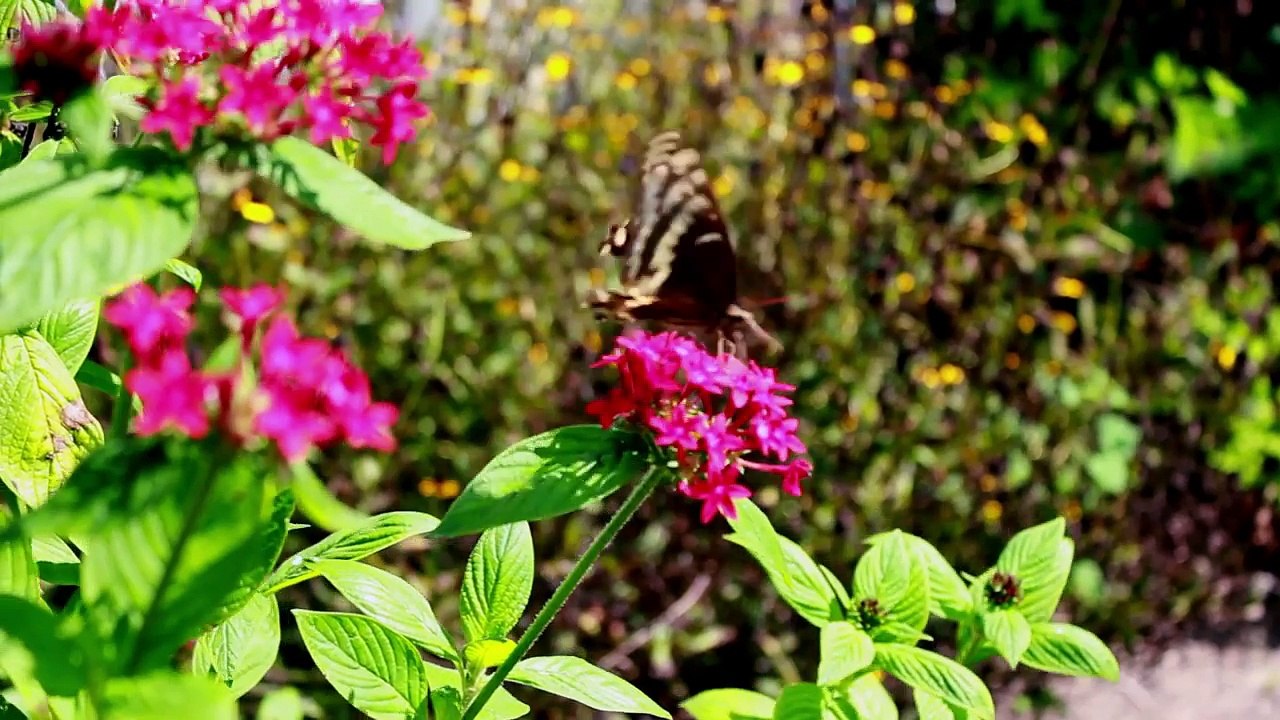 Cantley Wedding Highlight Reel