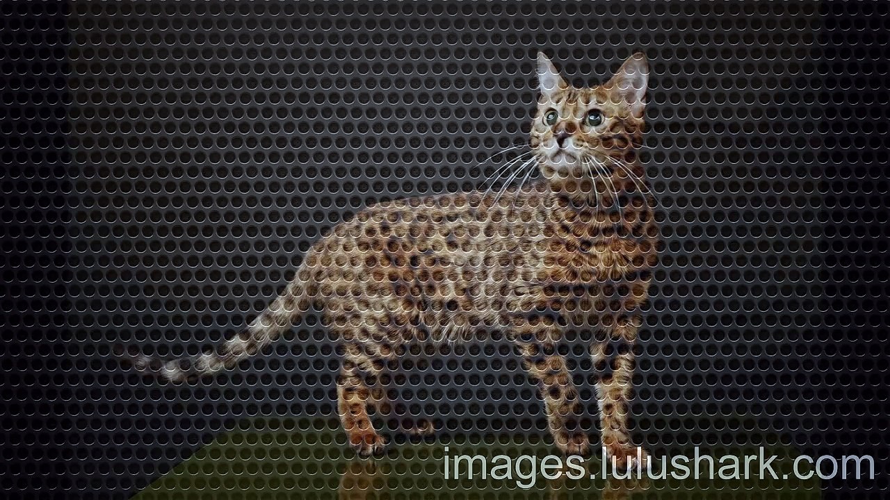 Cat Images