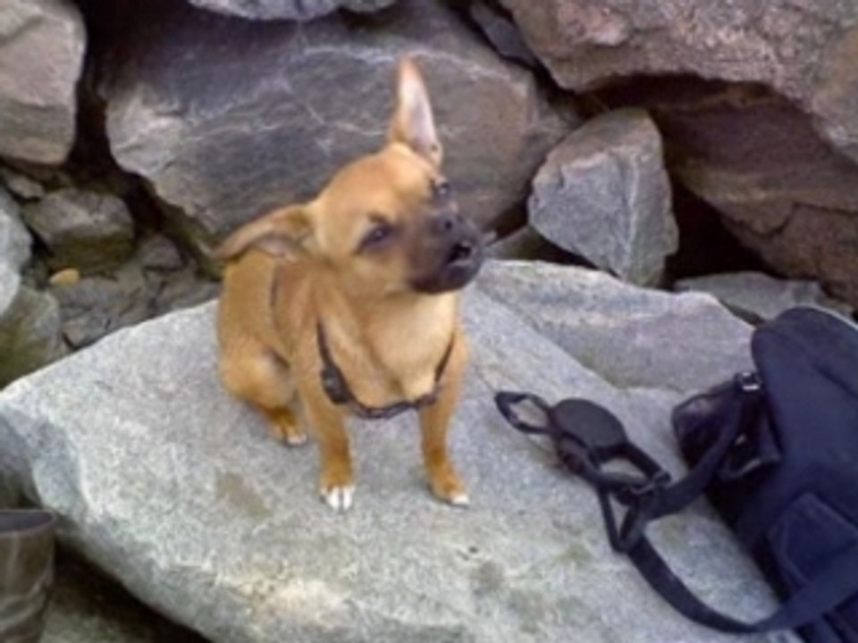 Le chien chanteur de flamenco