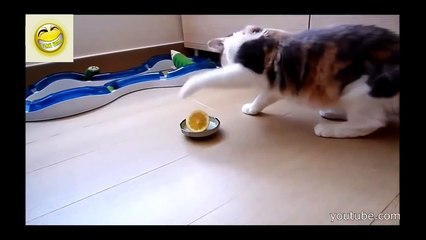 Funny Videos 2016 l Funny Animals l Try not to laugh challenge l Funny Videos Compilation