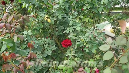 New Town Eco Park Rose Garden During Winter