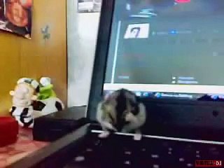 Tecktonik ballata da un criceto