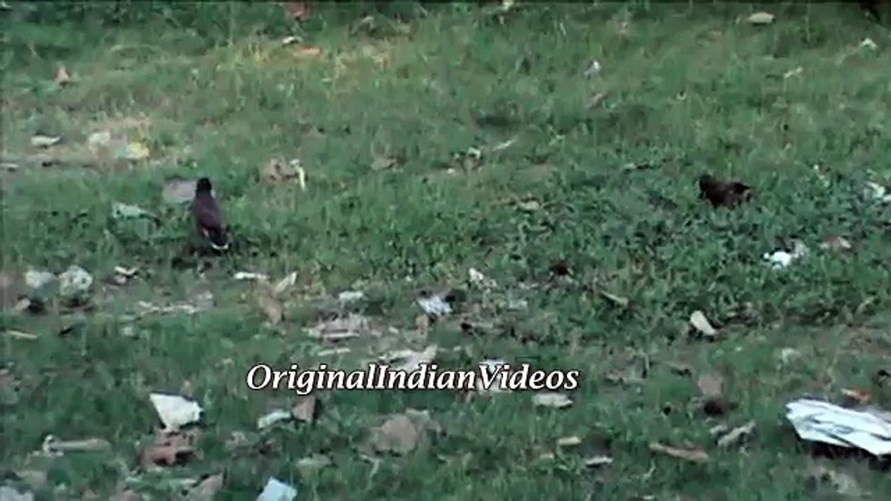 Talking to a Common Myna Bird