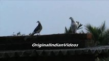 Most beautiful Pigeons in the world photography pose