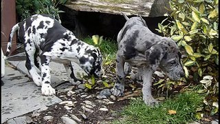 Great Dane Puppies 2009 photo slideshow