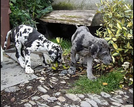 Great Dane Puppies 2009 photo slideshow