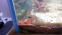 Un ver sous-marin géant perd sa queue dans un aquarium!