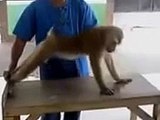 Funny monkey doing pushups