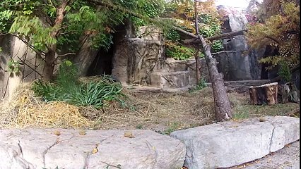 Acești urși panda roșii sunt cel mai drăguț lucru pe care o să-l vezi toată ziua!