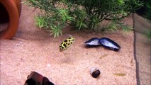 Un petit poisson d'Asie suit un laser dans un aquarium