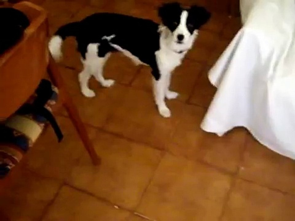 Yuma trucos: sit, down, pum (muerta) cn gestos