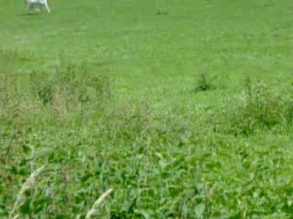 Tango / Loulou en patur