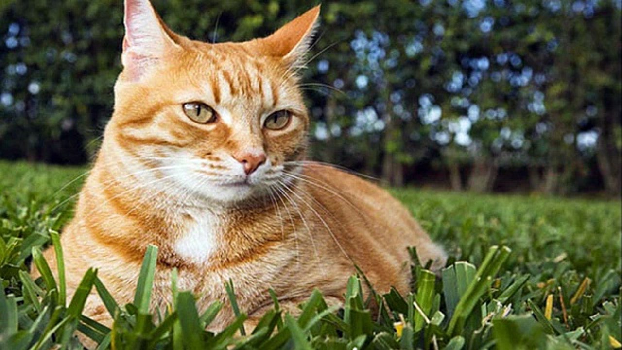 Sinbad The Cat's Miracle 3000 Miles Journey From Egypt To Herefordshire(REPORT)!!!