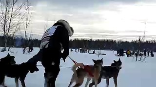 Lance Mackey's Dog gets tangled #2 - Iditarod