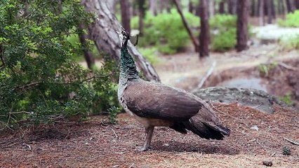 Plaka Forest - Kos Island, Greece