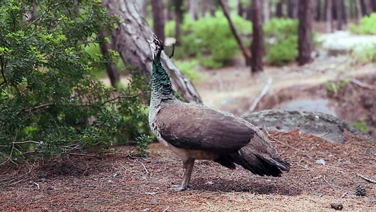 Plaka Forest - Kos Island, Greece