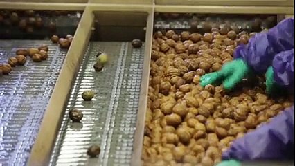 Amerika'da Ceviz Hasatı