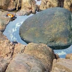 Octopus Gets Crabby In Yallingup