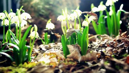 Amazing Nature Full HD 1080p -Time Lapse