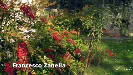 Francesco Zanella Plays Mario Gangi -For Charlie Parker-