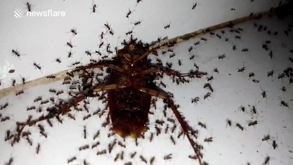 Cockroach being eaten by large colony of ants