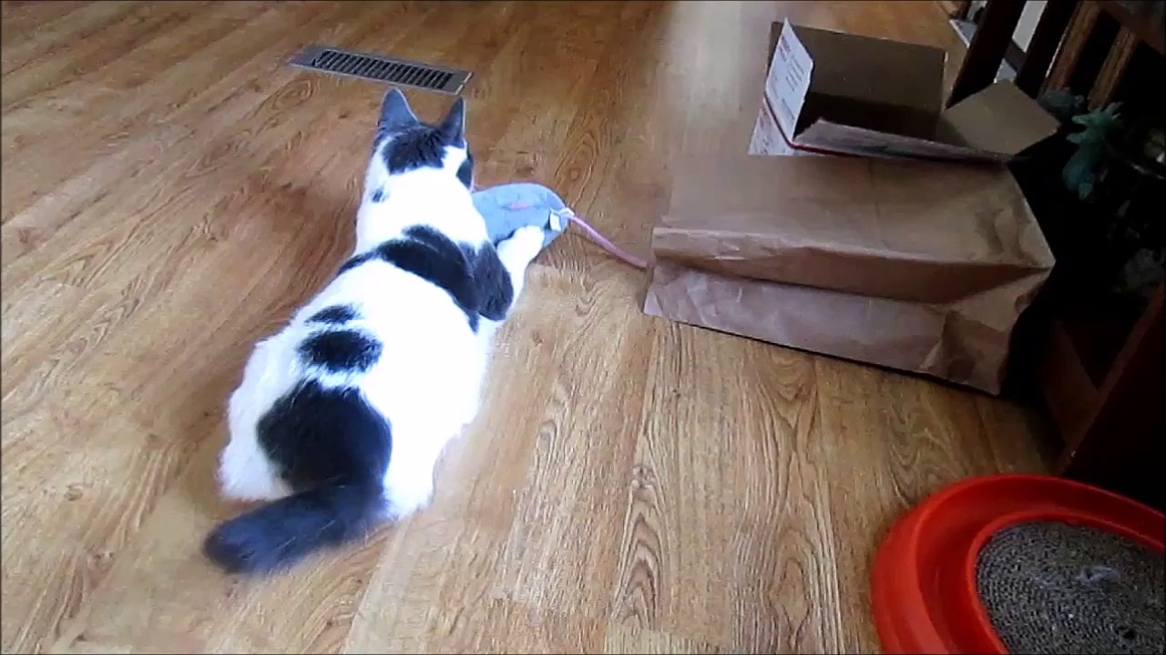 Paws and the Rat for 1 Minute