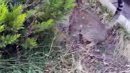 Kendinin fareyle oyunu güldürdü