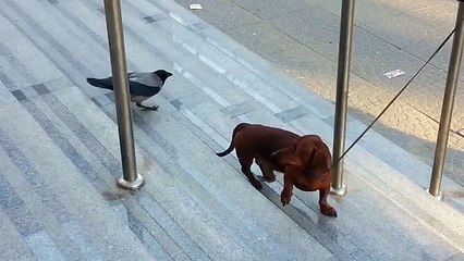 Bird Attacks Dog _ Pissed Off Crow