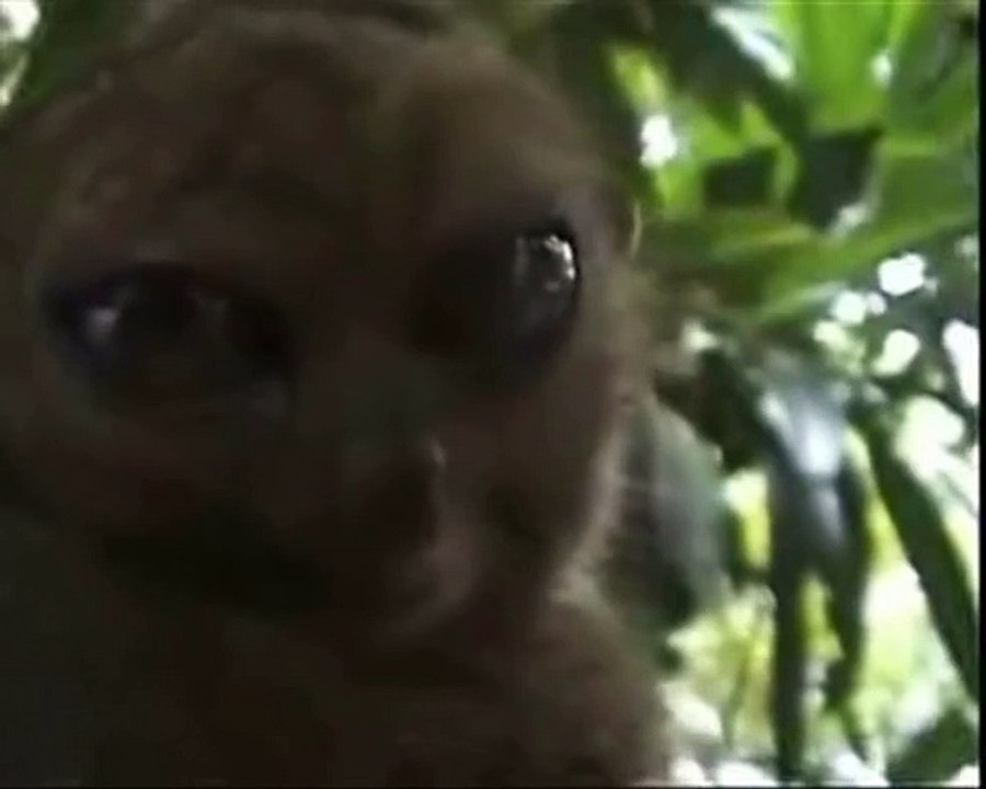 OMG cat meets the Dramatic Lemur