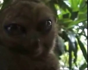 OMG cat meets the Dramatic Lemur