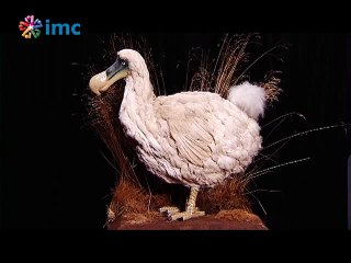 Dodo kuşlarına iade-i itibar: Sanılandan daha akıllılar