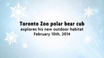 Toronto Zoo Polar Bear Cub Explores his new Outdoor Habitat